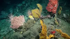 علماء البحار يدعون إلى تحرك عاجل لحماية جبال المحيطات من شباك الجر القاعية