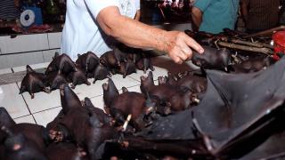 This photo taken on February 8, 2020 shows a vendor selling bats at the Tomohon Extreme Meat market on Sulawesi island, as business is booming and curious tourists keep arriving to check out exotic fare that enrages animal rights activists. - Bats, rats and snakes are still being sold at an Indonesian market known for its 'extreme' wildlife offerings, despite calls to take them off the menu over fears of COVID-19 coronavirus link. (Photo by Ronny Adolof Buol / AFP) (Photo by RONNY ADOLOF BUOL/AFP via Getty Images)
