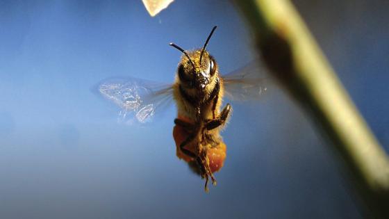 حماية النحل ضرورة لمستقبل غذائنا