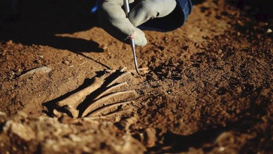 اكتشاف أقدم المستحاثات بالمغرب لحيوانات داخل مغارة وحيدي القرن
