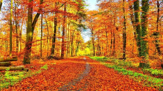فصل الخريف: الموسم المثالي للعناية بأنفسنا وصحتنا