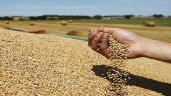 توقعات إيجابية لمحاصيل الحبوب العالمية رغم القلق إزاء ظاهرة “النينيو” الجوية