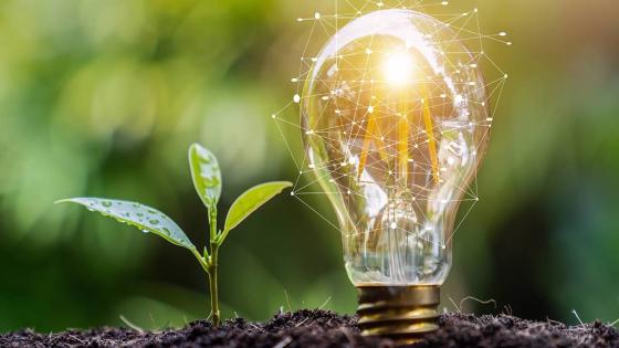 Light bulb and tree,growth concept