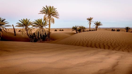 ناقوس خطر: الصحراء تزحف في كل مكان