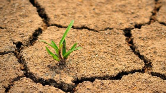 الجفاف والتدبير المستدام للأراضي
