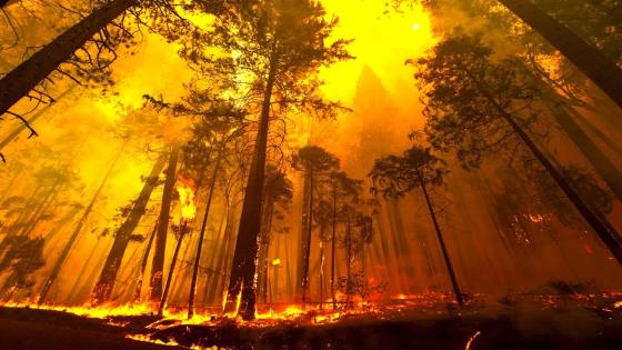 حريق غابات المغرب حصيلة وآفاق