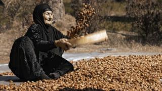 النخلة في عيون العالم في دورتها الثامنة : تألق مستمر