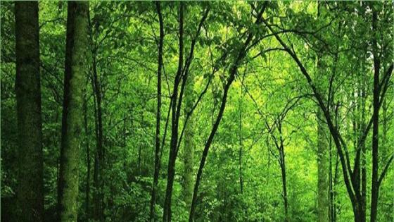 تحسين المعلومات حول موارد الغابات العالمية