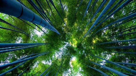 مبادرات تعليمية جديدة حول الغابات بمناسبة اليوم الدولي للغابات