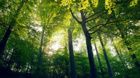 اليوم العالمي للغابات 2017