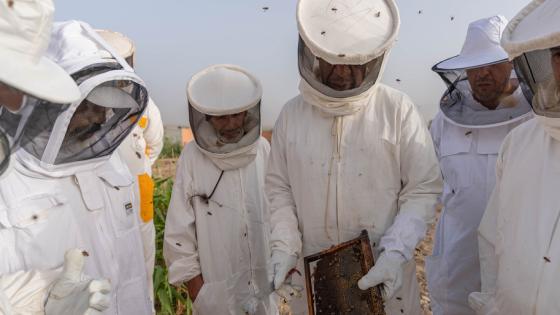 حماية النحل الأصفر الصحراوي: مهمة مربي النحل المغاربة
