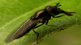 اكتشاف “جينوم ذبابة التسي تسي”