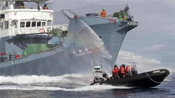 سفينة تطارد أسطول صيد الحيتان بالمحيط الجنوبي