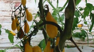 الزراعة العضوية بالمغرب