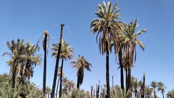 الواحات تستغيث… فلتكن الاستجابة بحجم الثقة والأمل
