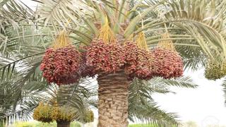 النخلة بألسنة الشعراء