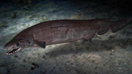 إكتشاف بقايا هيكلية لسمك القرش نوع قديم(Phoebodus)