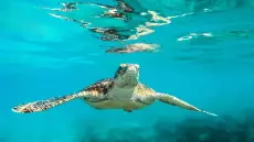 المحيطات على أعتاب الأمل