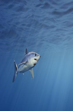 Shortfin mako sharks (Isurus oxyrinchus) off the coast of San Diego, California. This region is a pupping grounds for makos and in the summer and fall pups can be seen in these waters. The mako is one of the fastest fish in the sea, swimming in bursts of 55 mph. These animals are also endothermic, meaning that they can generate heat within their bodies. They are one of the top four species of predatory sharks.