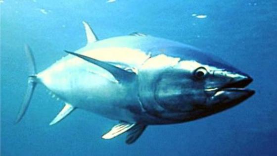 اليوم العالمي الأول لسمك التونة: حماية موارد التونة الثمينة والنظم الإيكولوجية المحيطة بها