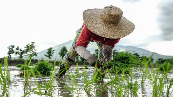 القضاء على الجوع : أعمالنا هي مستقبلنا