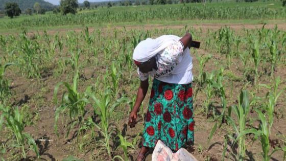 الزاي في أفريقيا :  حكمة الفلاحين تولد الابتكار