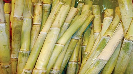 برنامج حواري حول المحاصيل السكرية