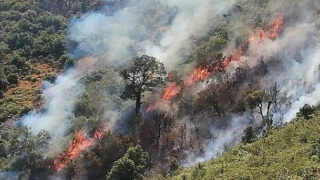 جمعية تلاسمطان للبيئة والتنمية وإشكالية الحرائق الغابوية بإقليم شفشاون