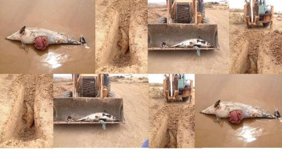 حوت ضخم وعشرات الدلافين نافقة بالمغرب