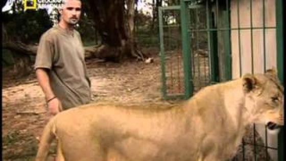 روائع ناشيونال جيوجرافيك قصة رجل ينام إلى جانب ملك الوحوش