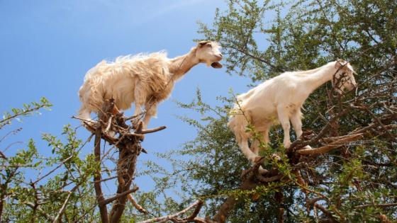 شجرة أركان تنقذ التنوع البيولوجي… ولكن إلى متى؟